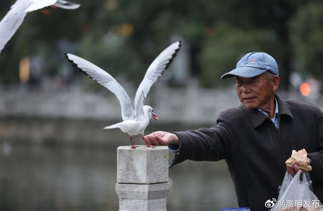 别人还堵着，你已经开始拍照了！这份绿色观鸥出行攻略请查收