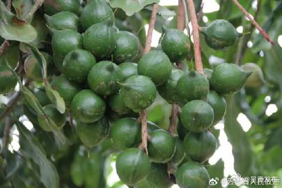 云南出台澳洲坚果采收与采后处理技术规程地方标准