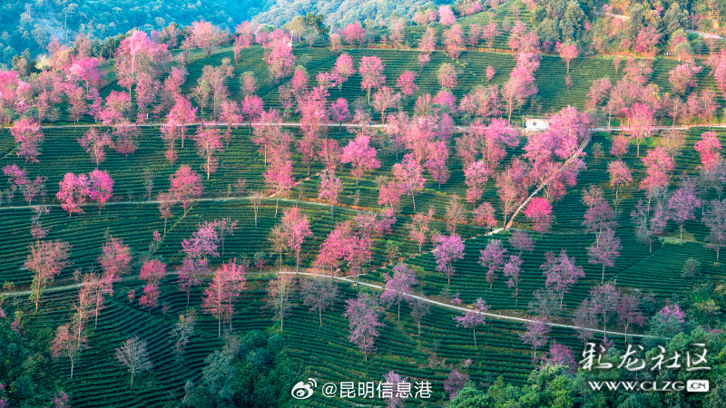 昆明信息港微博