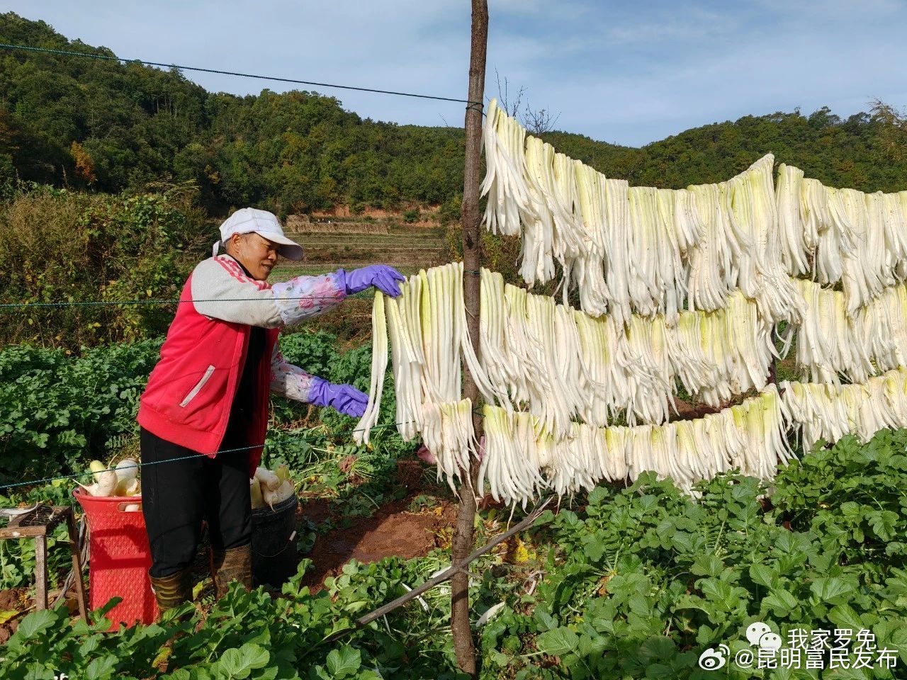 罗免镇：地不闲、人不闲、水不闲 “烟蔬”套种双向奔“富”