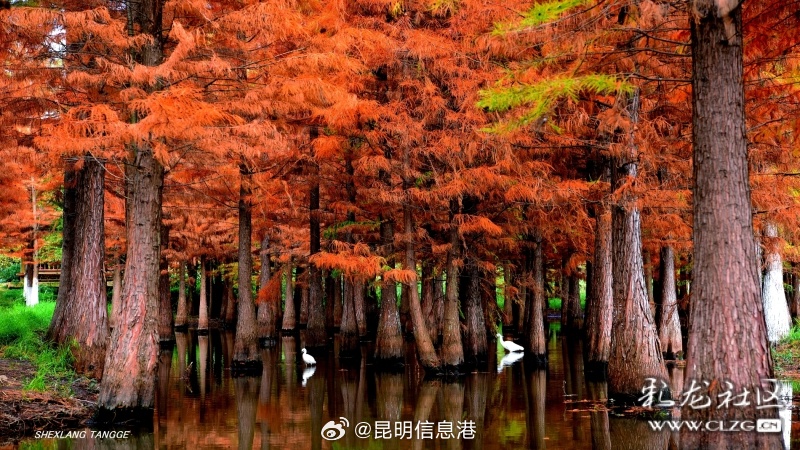 昆明信息港微博