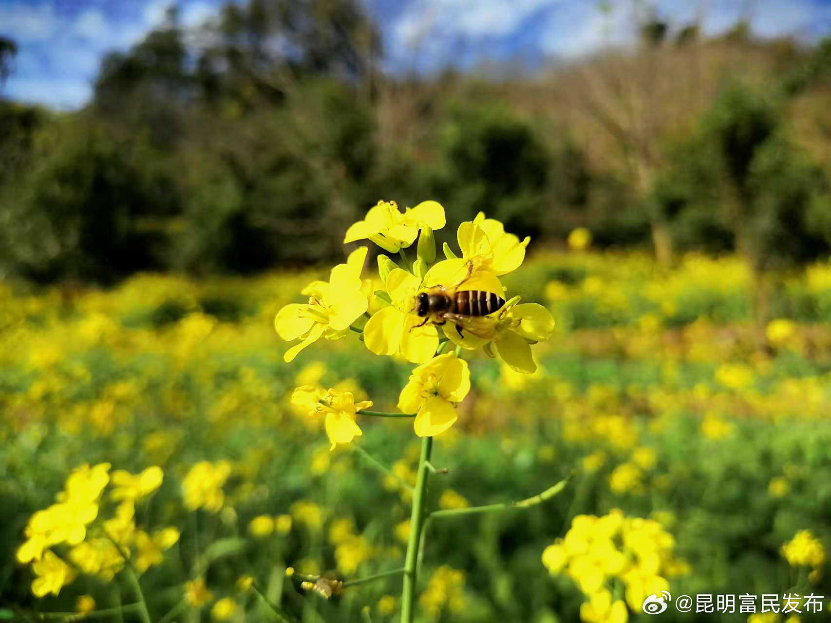 凤庆县郭大寨乡：千亩菜花香 景美蜜更甜_http://www.mainten.cn_cns_第2张