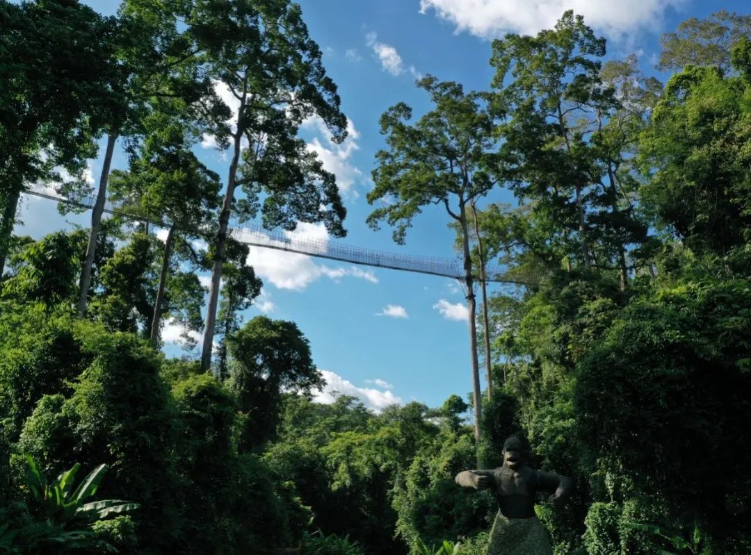 西双版纳望天树景区