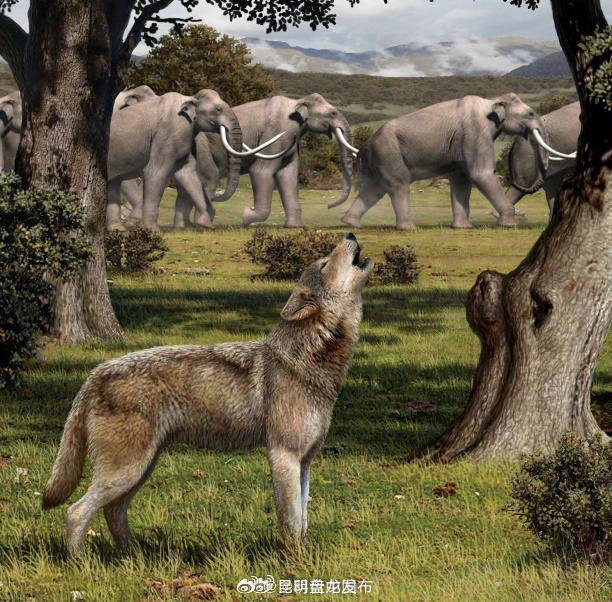 现实中的”恐龙抗狼“既不是龙，也不是狼