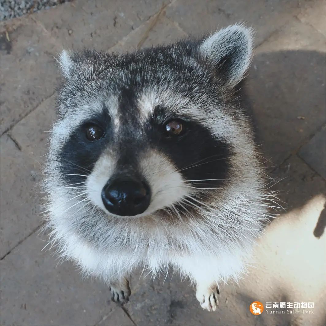 云南野生动物园