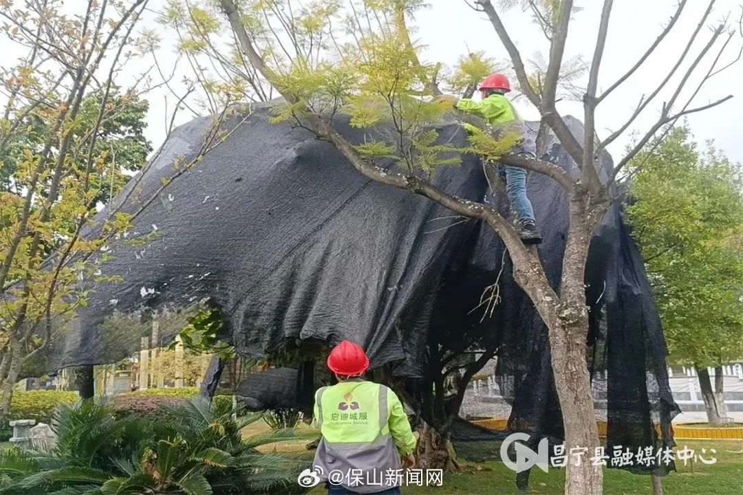 寒冬时节养护忙 昌宁绿植换“新装”_http://www.mainten.cn_cns_第2张