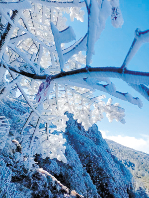 轿子山雾凇美景醉游人