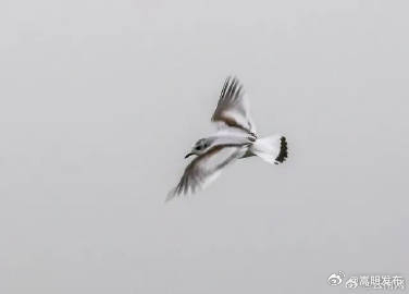 昆明首次发现！