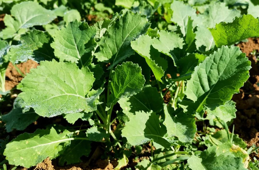 晋宁诗意的栖居地