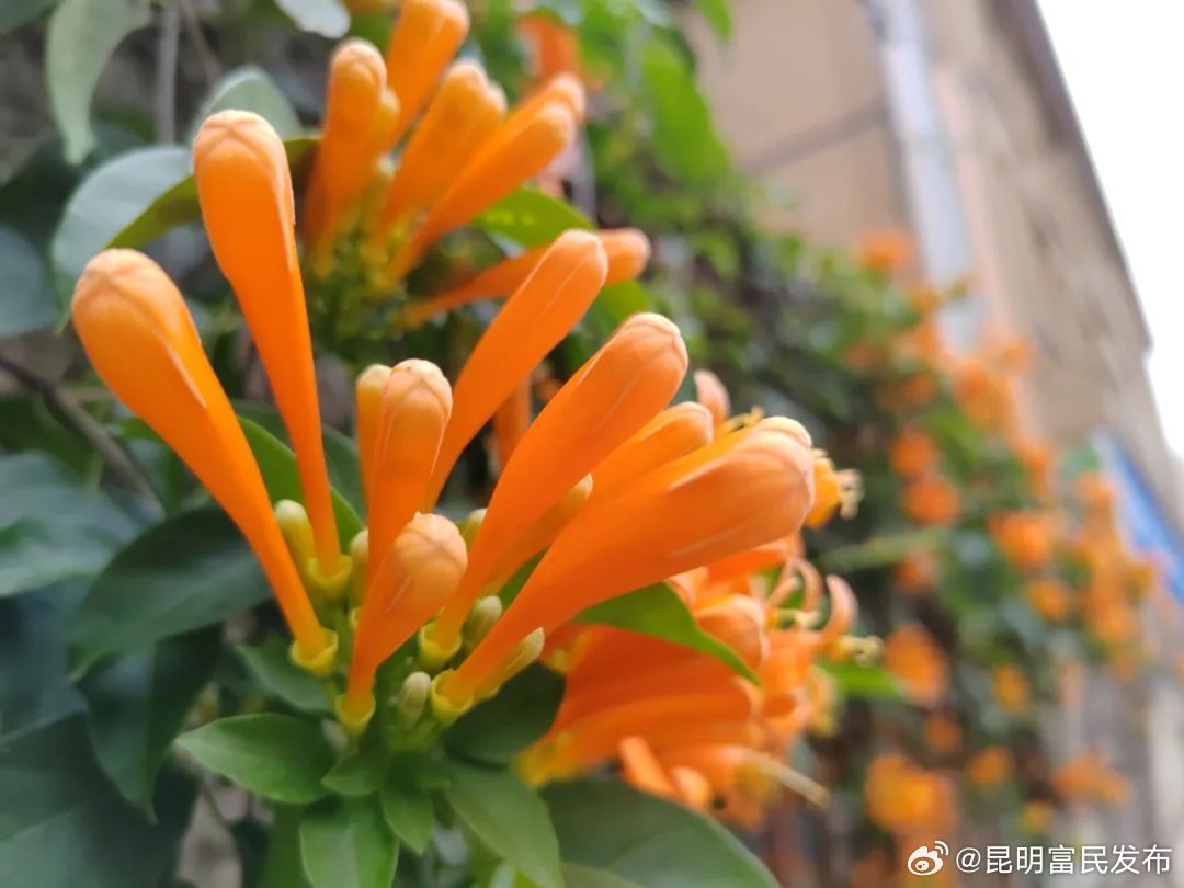 冬日景色，“醉”美西畴_http://www.mainten.cn_cns_第3张