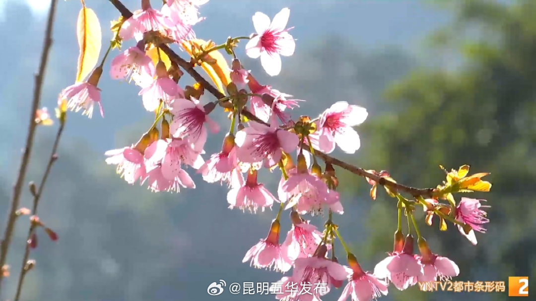 昆明五华发布