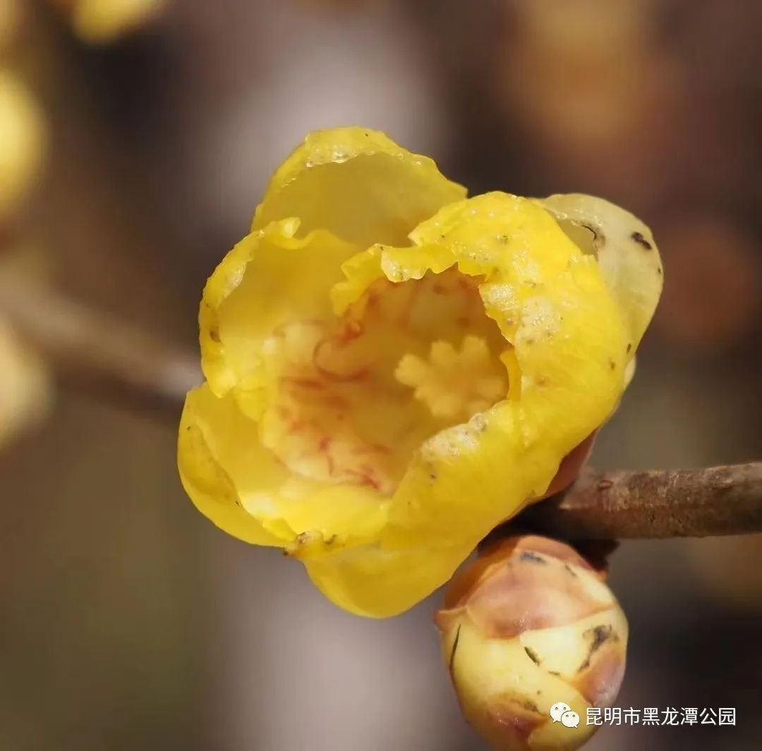 昆明市黑龙潭公园