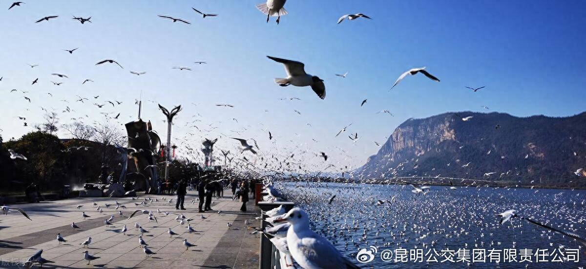 上合昆马当天，昆明公交的两条免费观鸥公交专线将这样服务