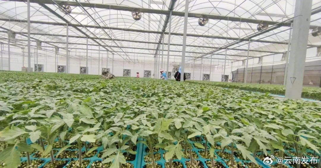 百亿级昆菜产业体系令人期待