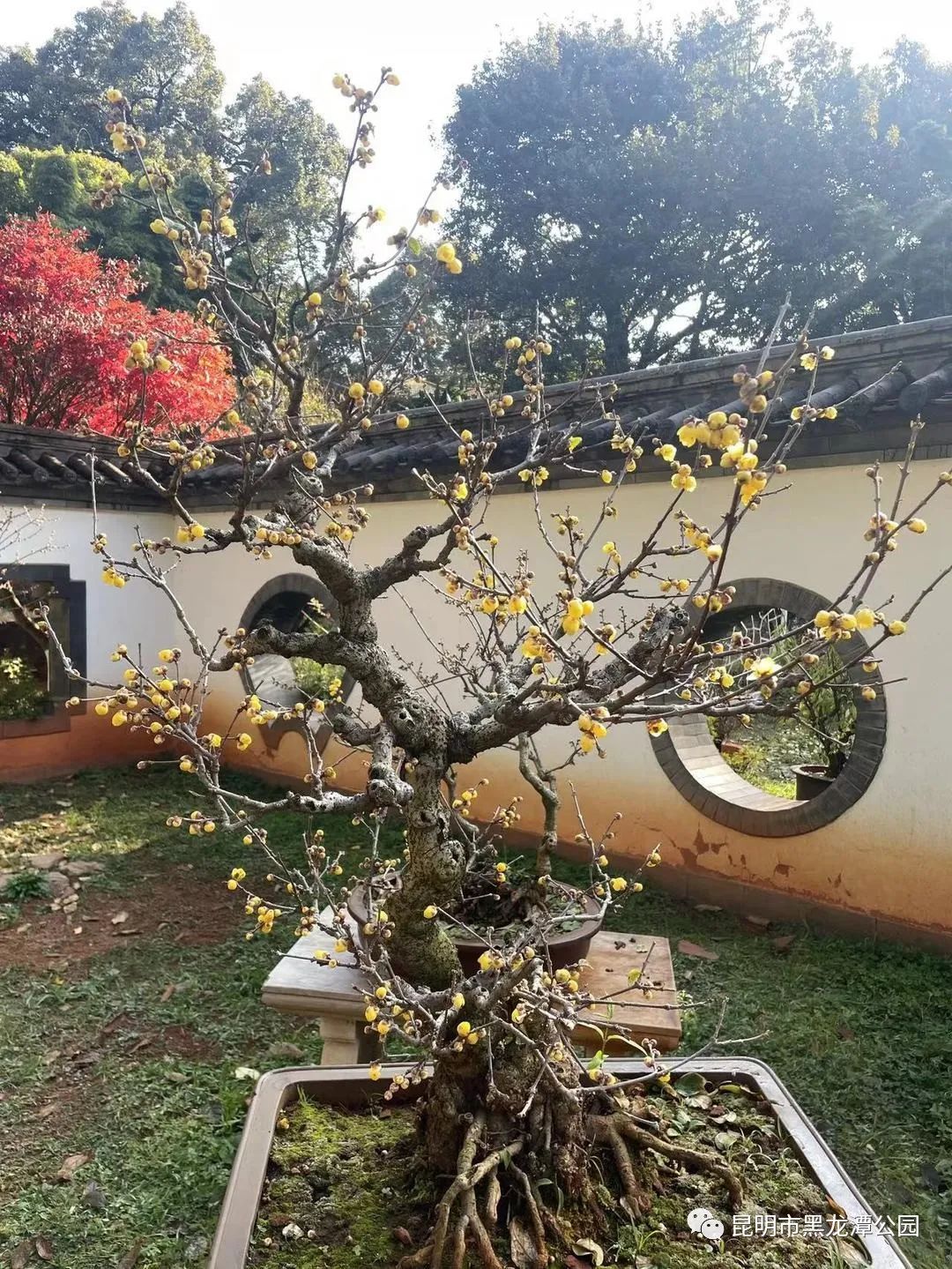 昆明市黑龙潭公园