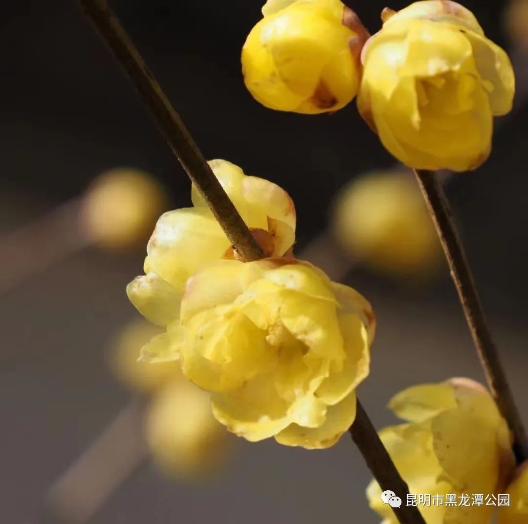 昆明市黑龙潭公园