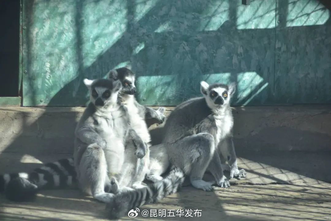 昆明五华发布