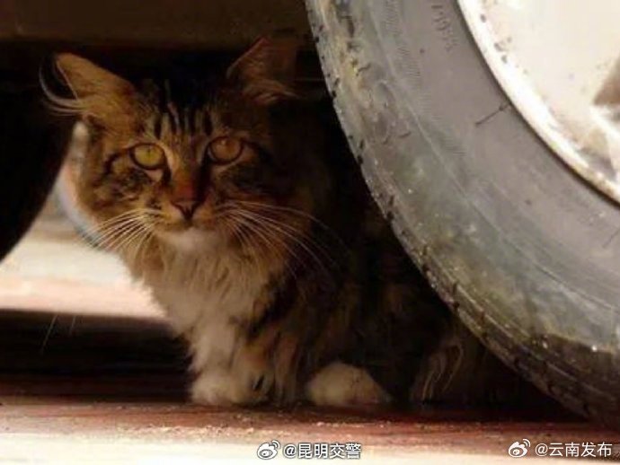 关爱流浪动物！冬天车底容易“长猫”_http://www.mainten.cn_cns_第1张