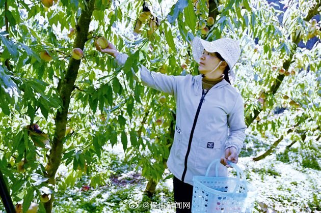 万兴：冬桃飘香 致富有路