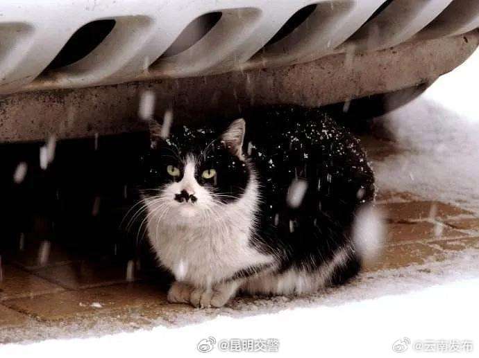 关爱流浪动物！冬天车底容易“长猫”_http://www.mainten.cn_cns_第3张