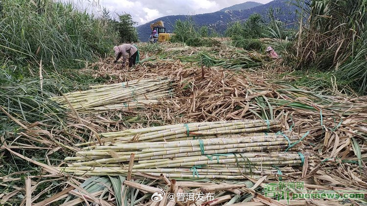 宁洱黎明：荒山变宝地 甘蔗“两头甜”