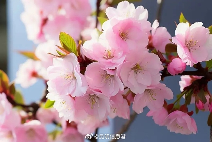 昆明信息港微博