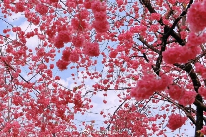 昆明信息港微博