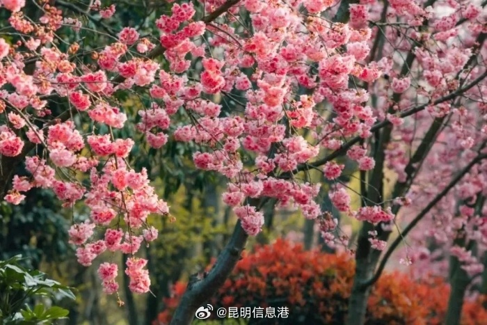 昆明信息港微博