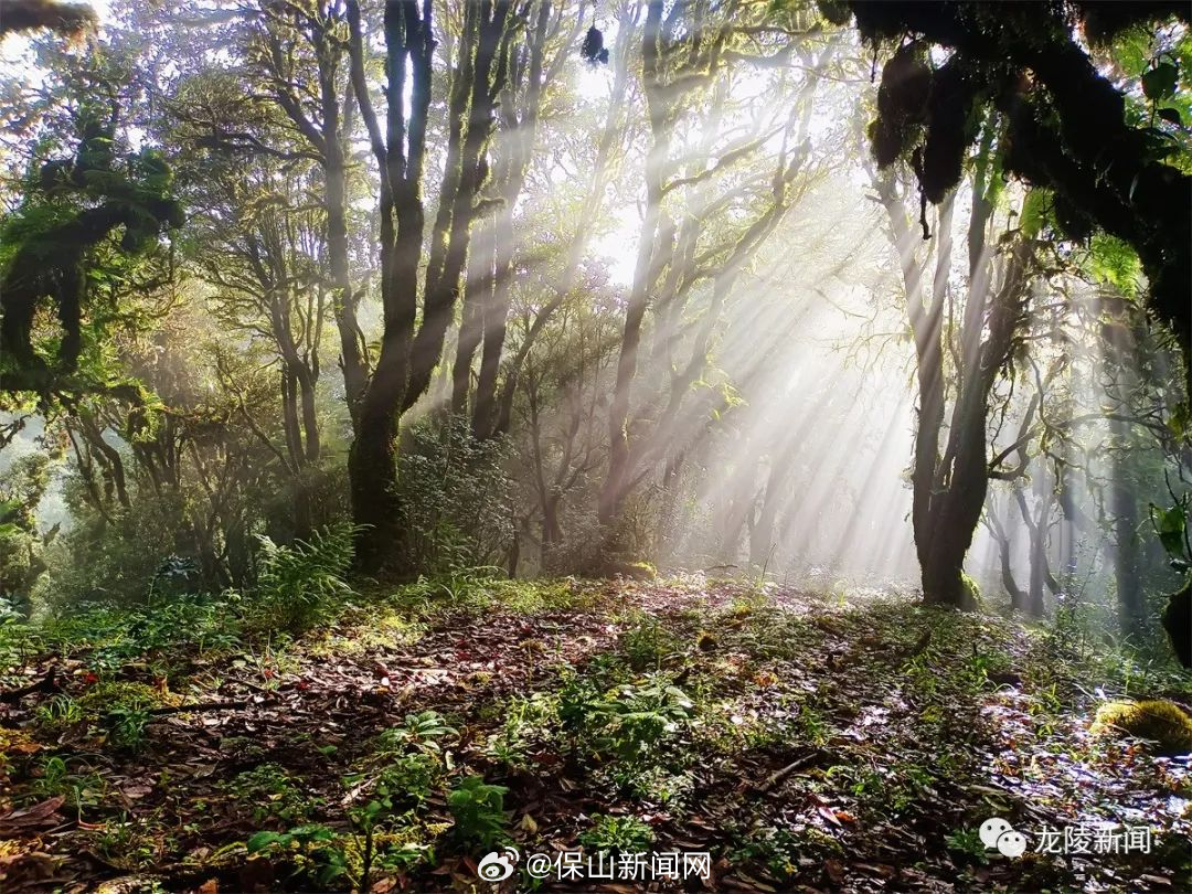 保山新闻网