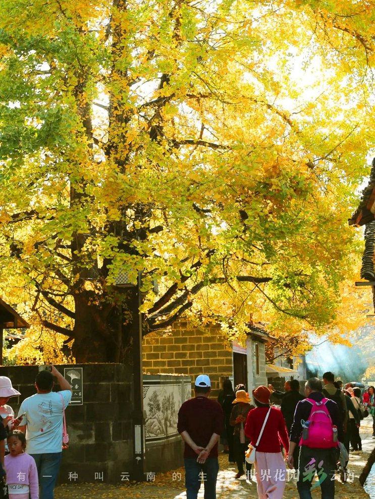 云南省文化和旅游厅