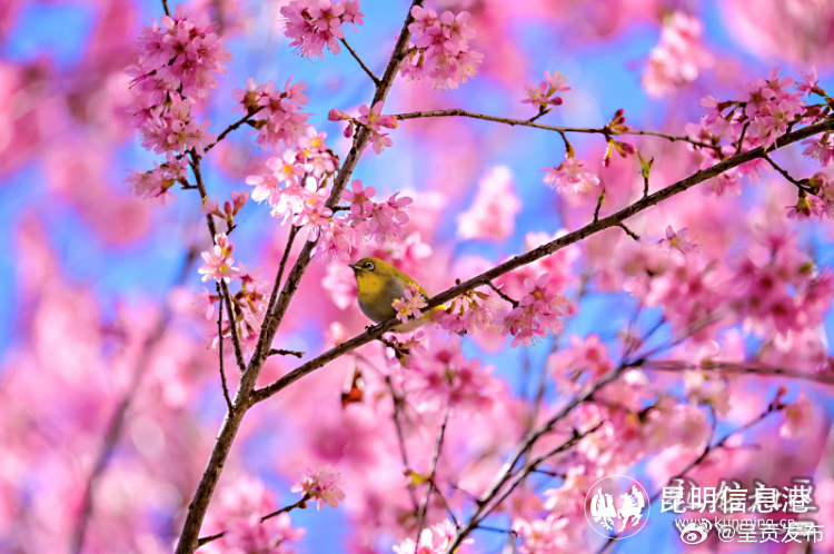 昆明呈贡：冬日限定“粉色皮肤”上线_http://www.mainten.cn_ycb_第8张