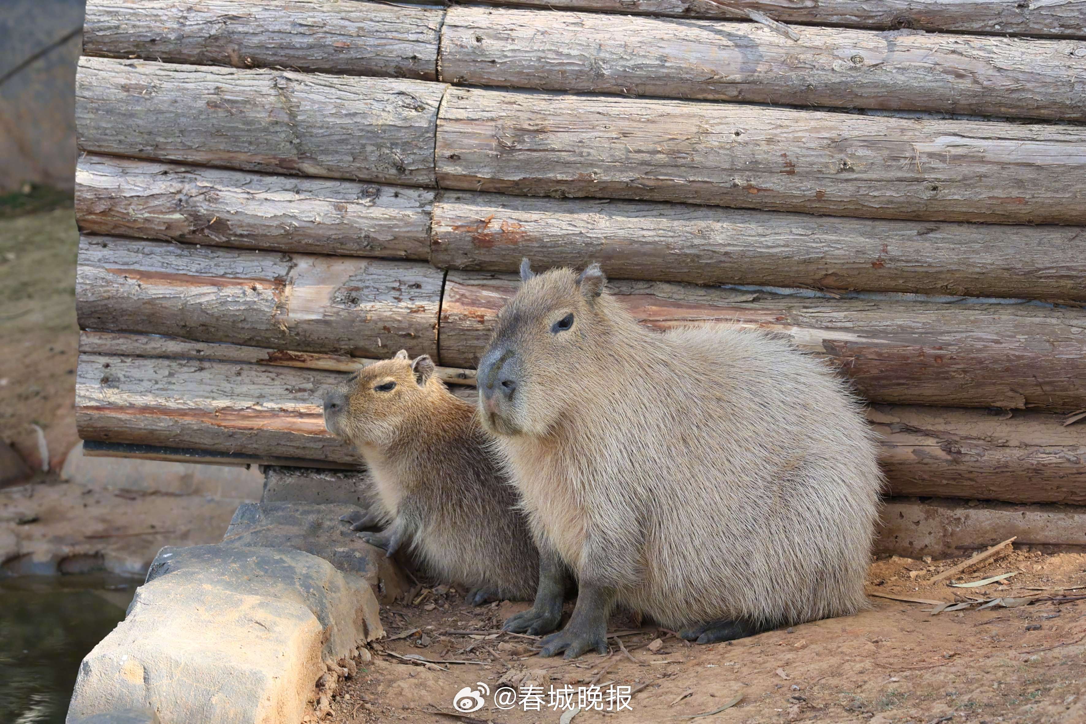 春城晚报