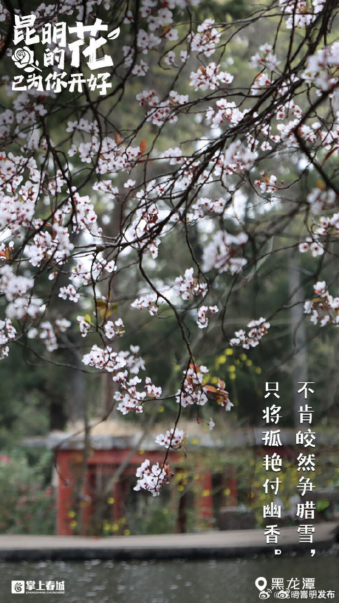 嵩明发布