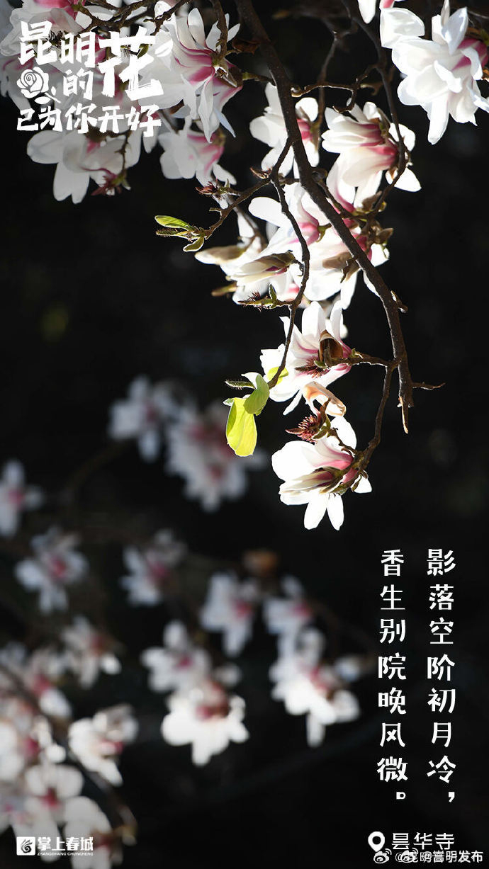 嵩明发布