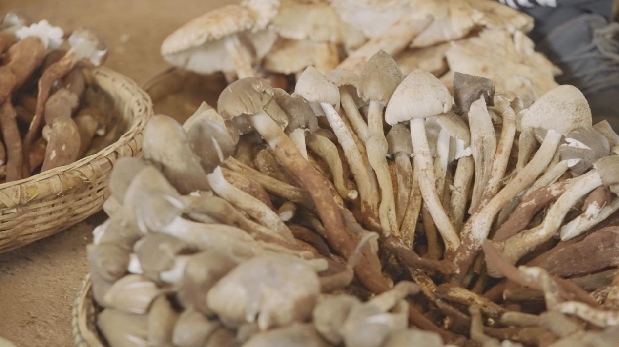 云南省文化和旅游厅