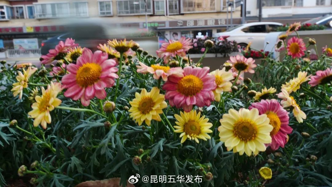 昆明五华发布
