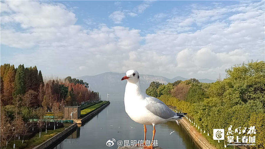 昆明信息港微博