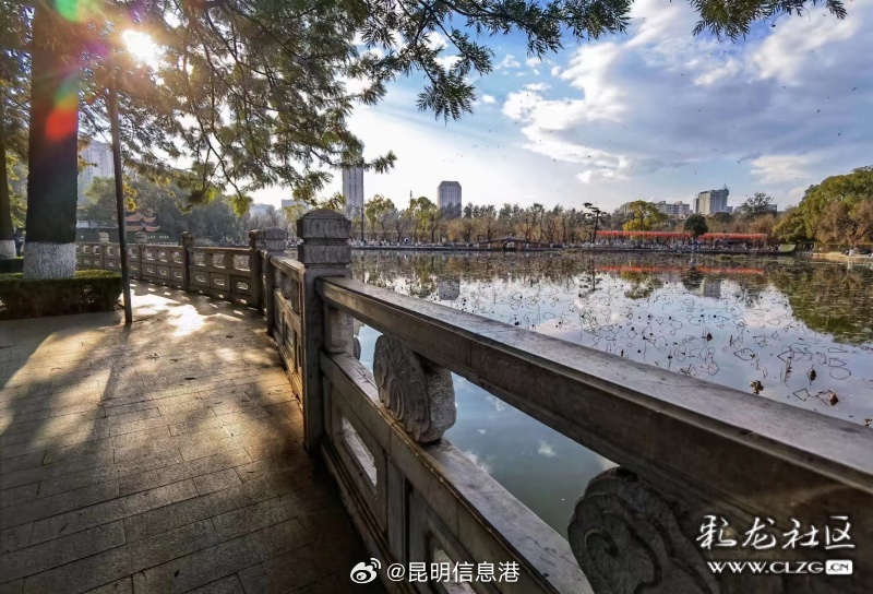 春城处处可观鸥 丨沉浸式打卡翠湖公园 探寻暖冬人鸥奇遇_http://www.mainten.cn_ycb_第3张