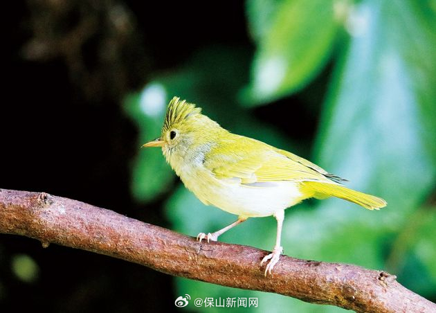 保山新闻网