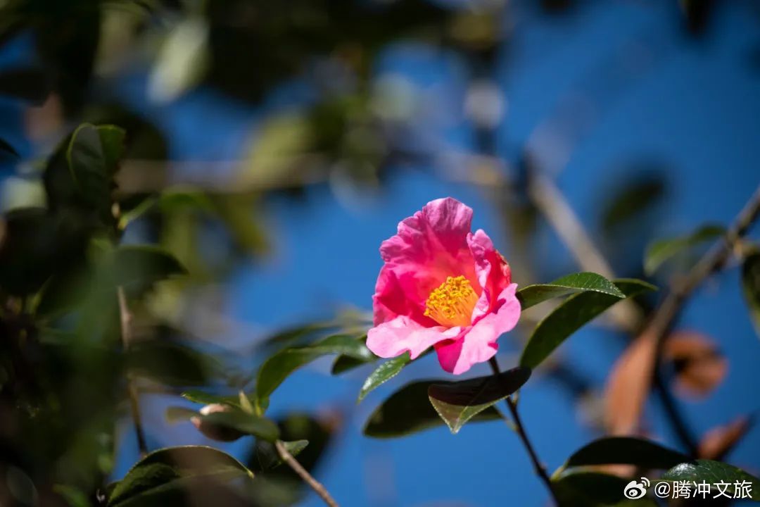腾冲文旅