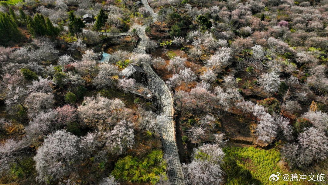 开跑啦！首届“腾冲中营·梅花节”定向赛，“梅”你不行