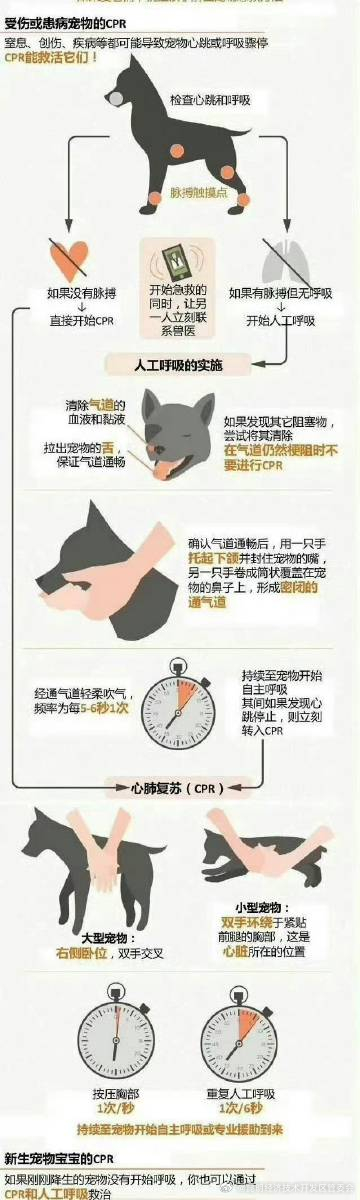 宠物CPR的要点有哪些_http://www.mainten.cn_ycb_第1张