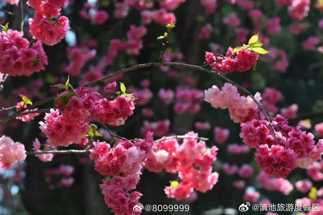 滇池旅游度假区