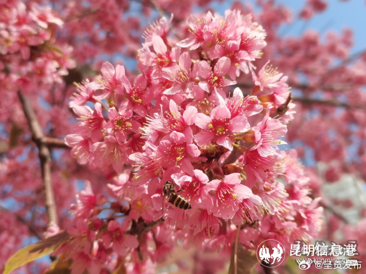 昆明呈贡：冬日限定“粉色皮肤”上线_http://www.mainten.cn_ycb_第7张