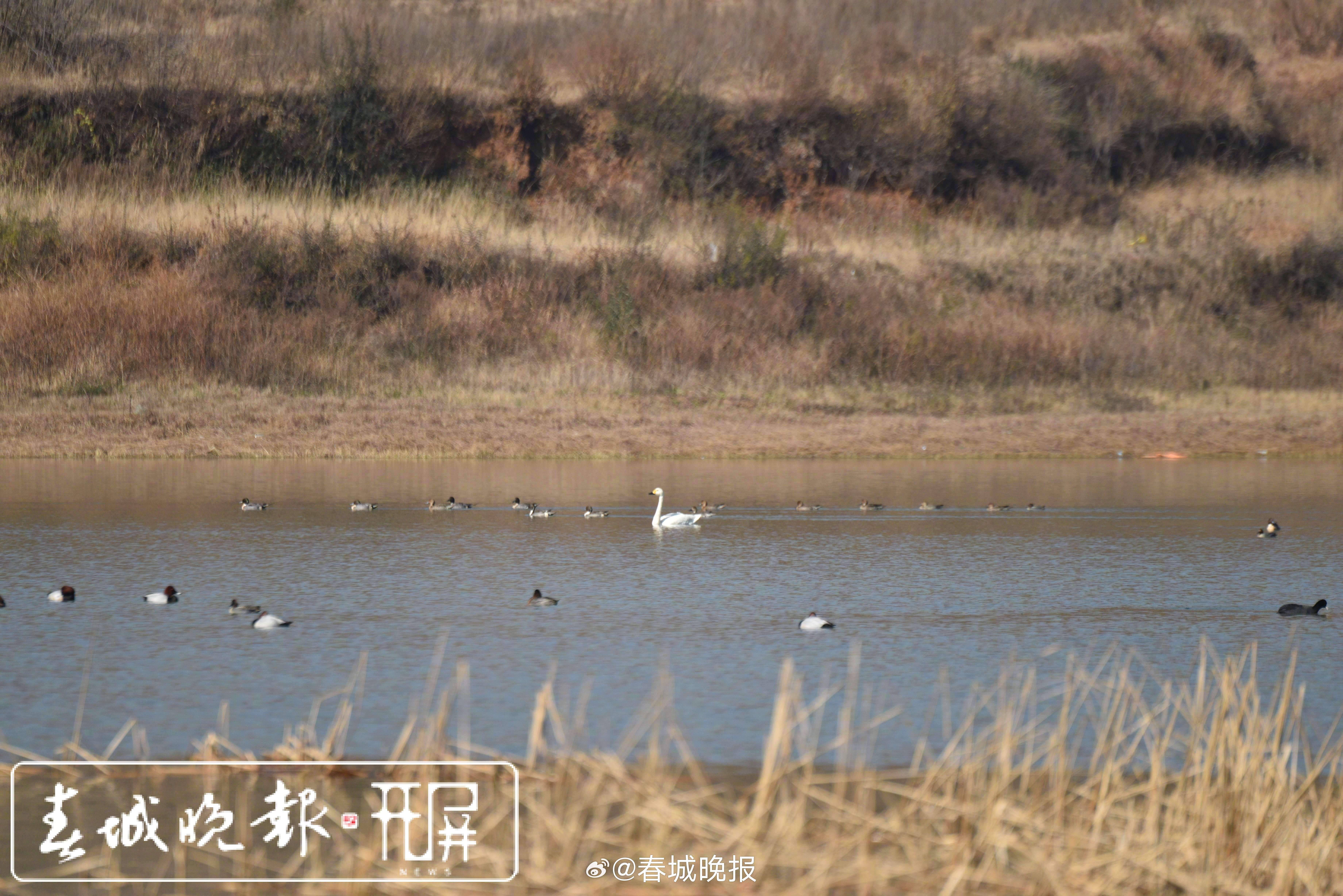 春城晚报