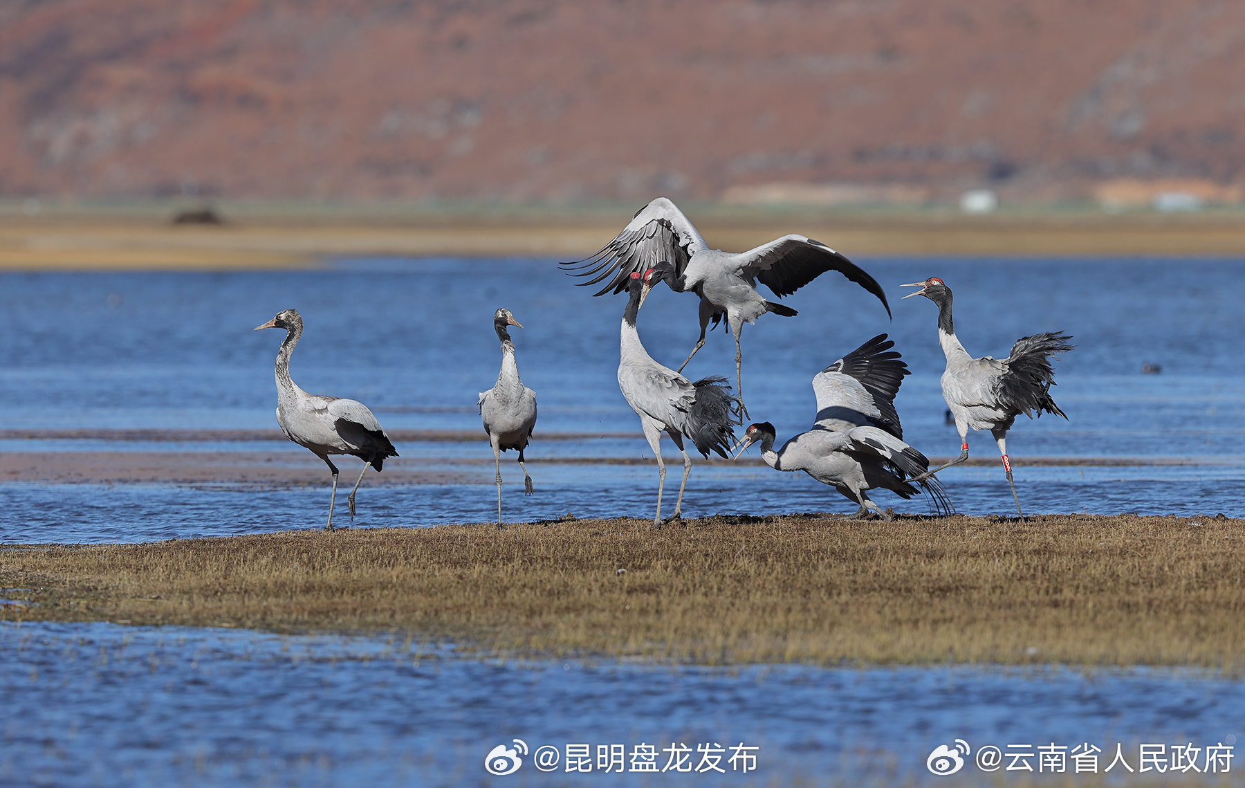 第六届冬季国际观鸟节将于1月9日在香格里拉举行_http://www.mainten.cn_ycb_第1张