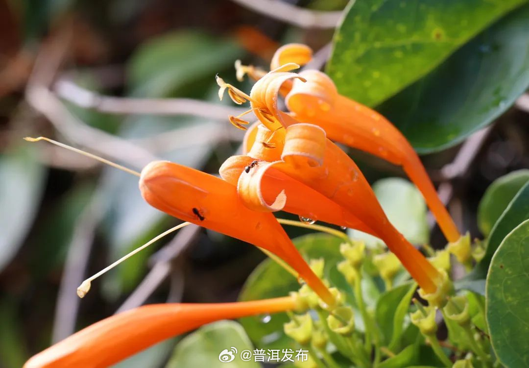 普洱发布
