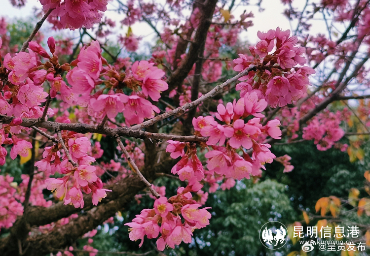 昆明呈贡：冬日限定“粉色皮肤”上线_http://www.mainten.cn_ycb_第1张