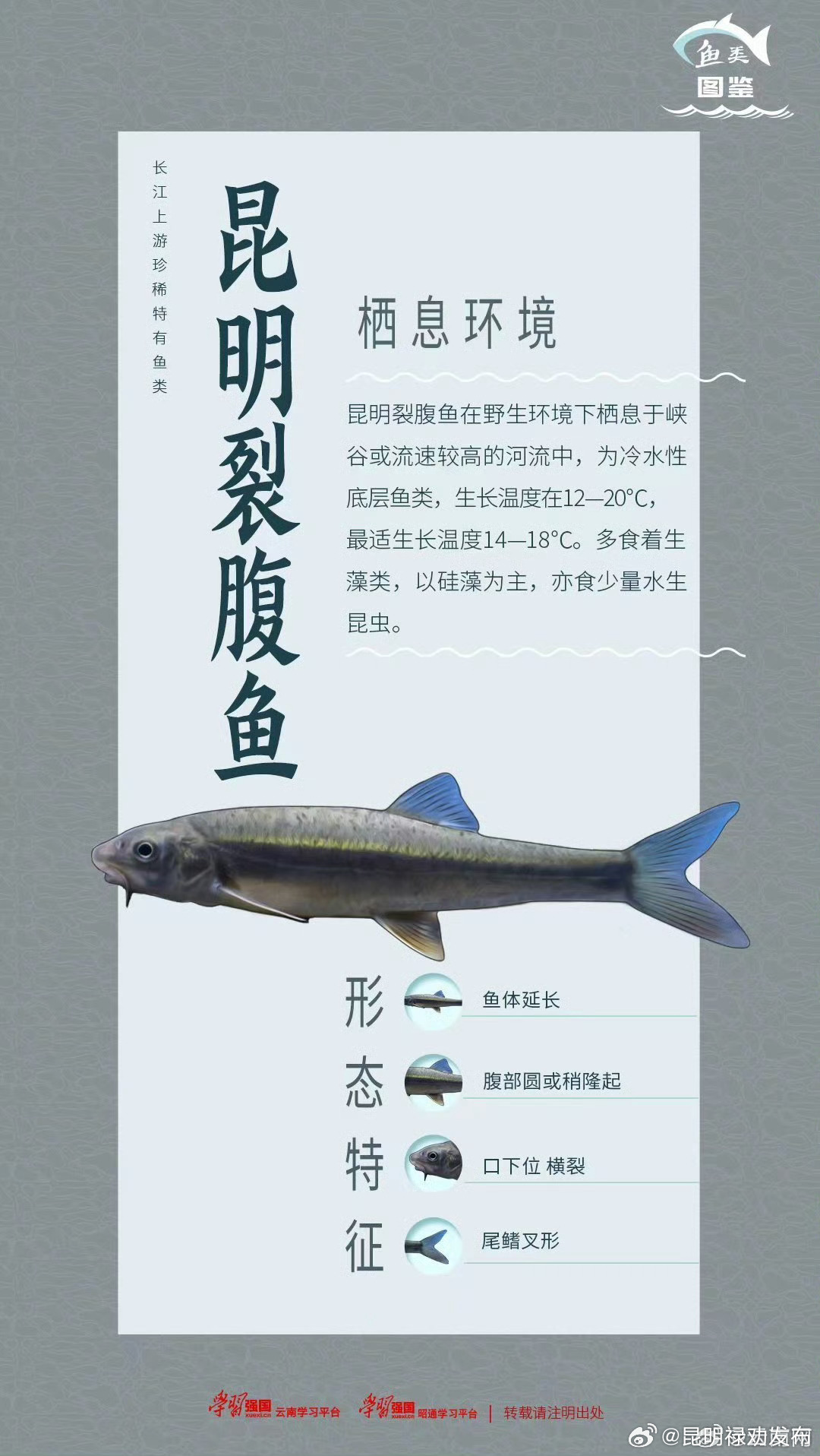 鱼类图鉴 | 昆明裂腹鱼：保持“冷静”高度理性！