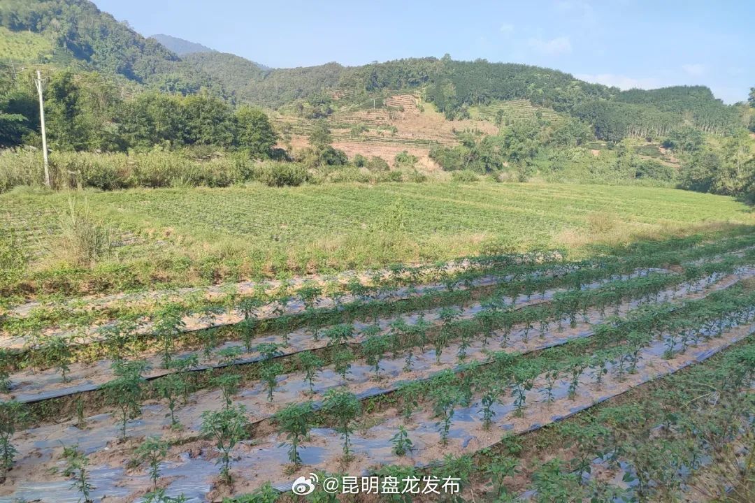 乡村振兴丨江城县宝藏镇：冬耕热潮带动群众增收致富_http://www.mainten.cn_ycb_第1张
